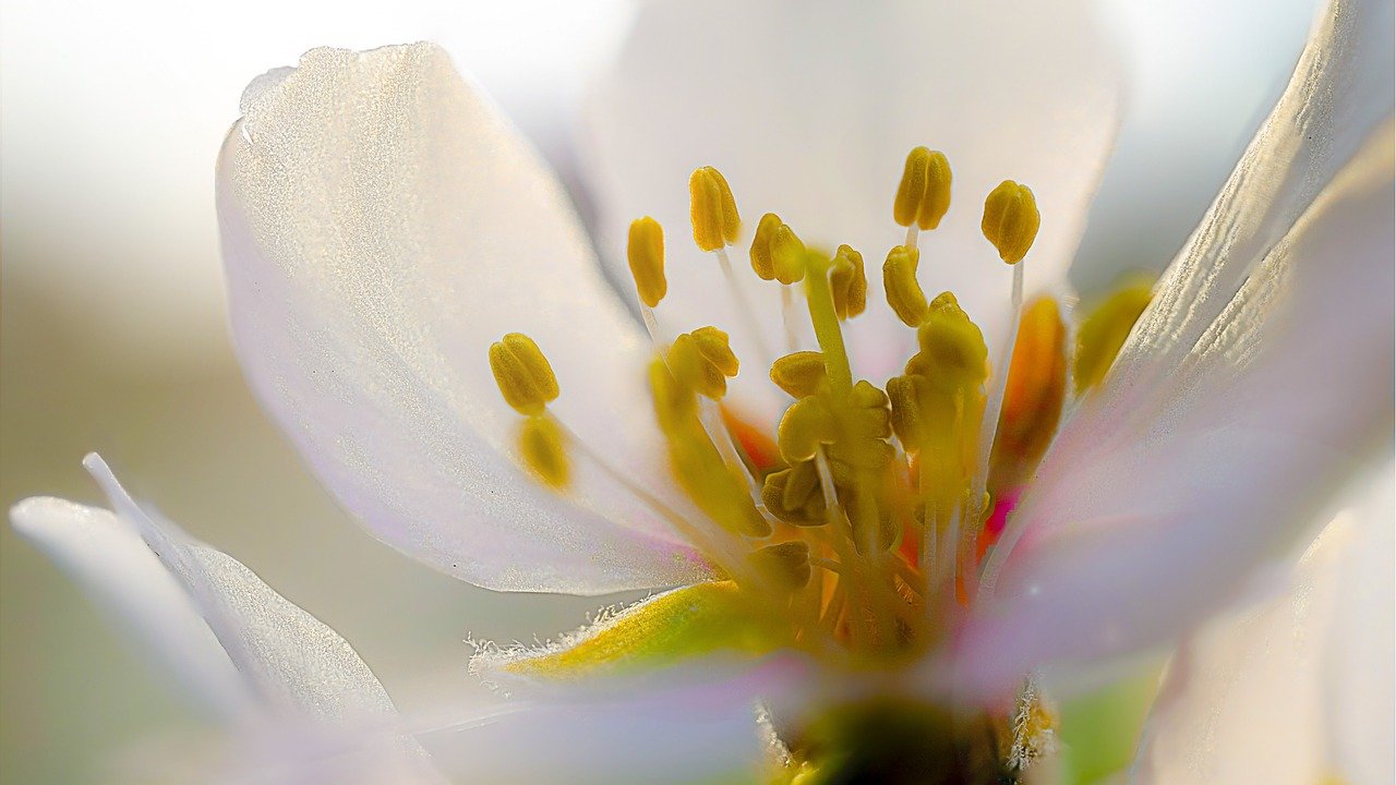 almond-blossom-686588_1280 almond-blossom-686588_1280